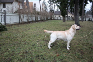 Litter "V" born 06.01.2012